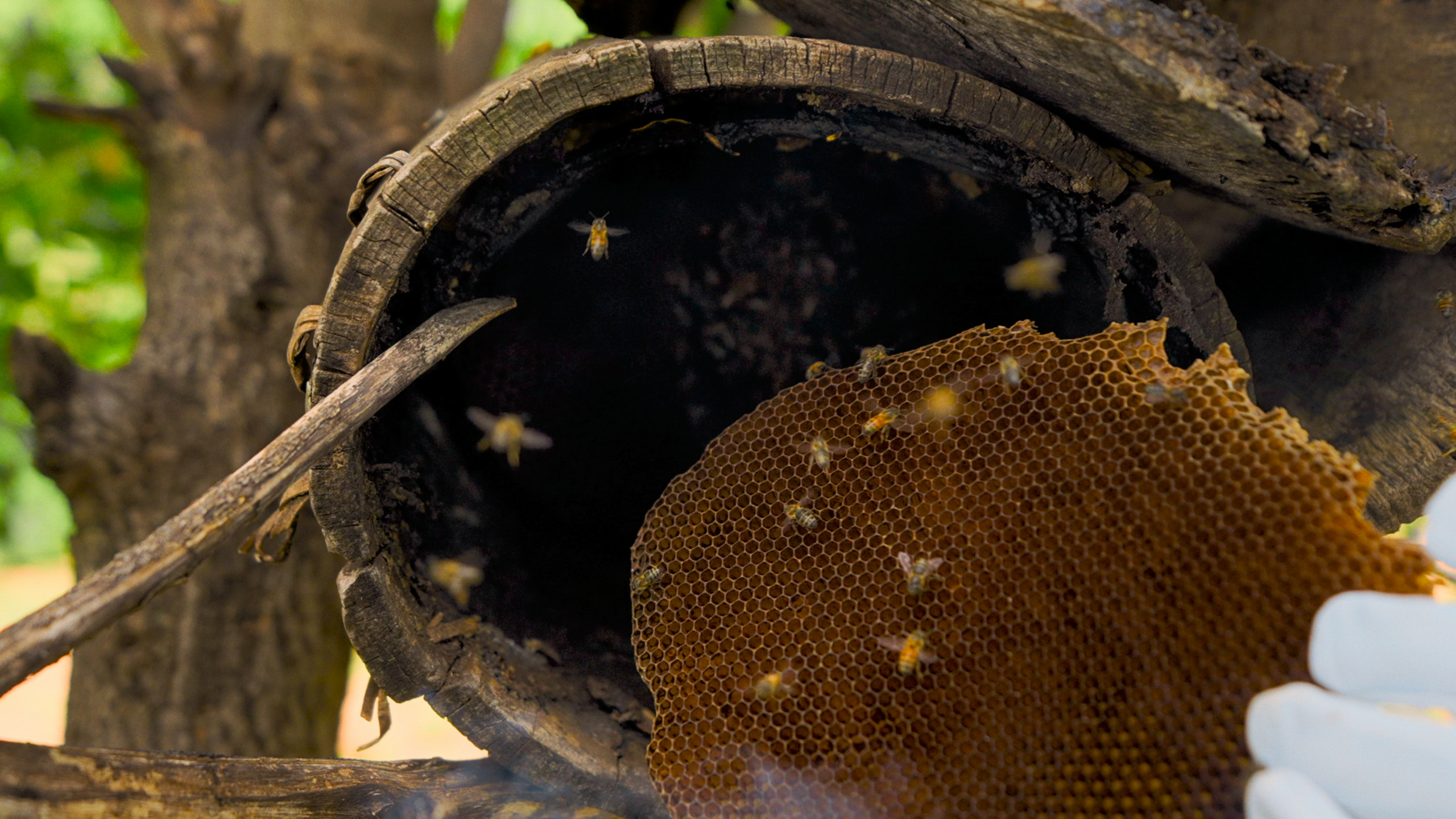 It explores how different cultures relate to this product  and cultivate it